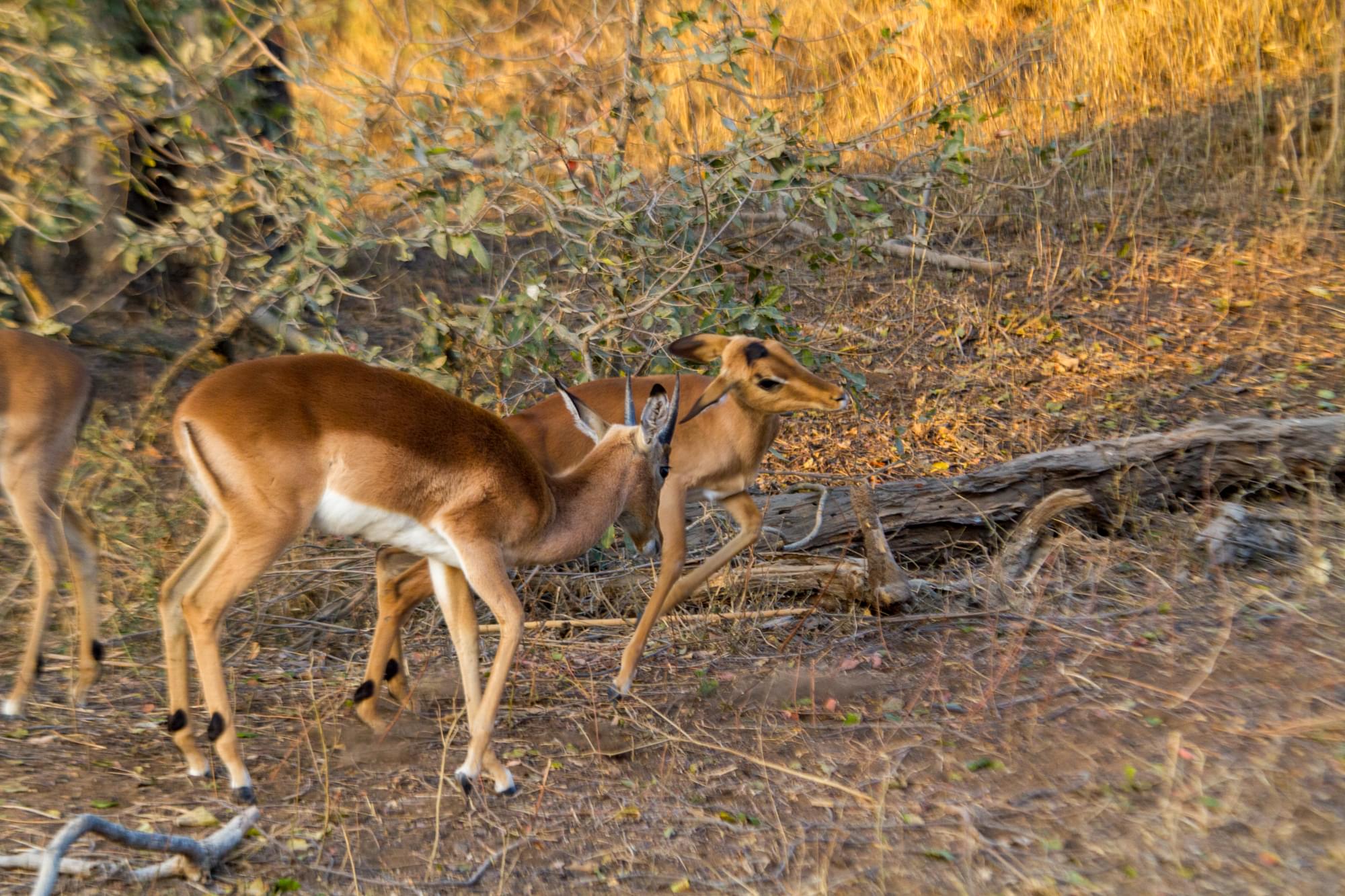 20120728   Sudafrica 0141